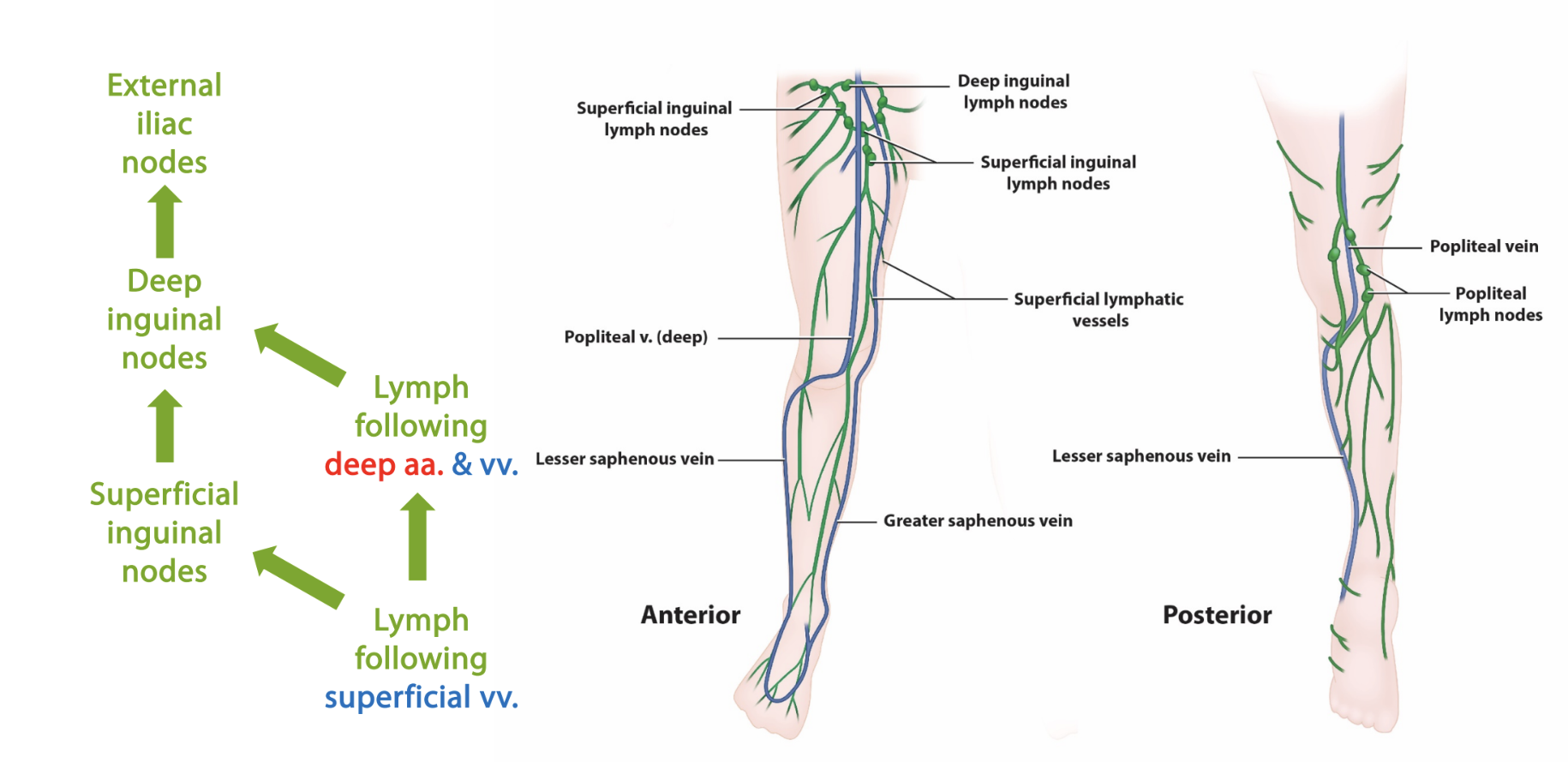 <p><strong>lower limb</strong></p><ul><li><p>travels along ____</p></li></ul><p></p>
