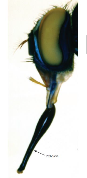 <p>Name this fly</p>