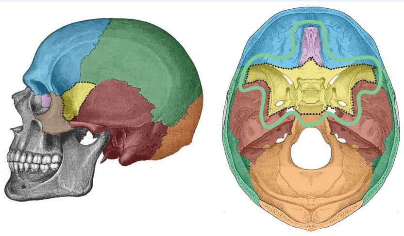 <ul><li><p>purple is the ethmoid and the yellow is the sphenoid</p></li></ul><ul><li><p>ethmoid is visible in the eye, nose, and anterior of skull</p></li></ul><p></p>