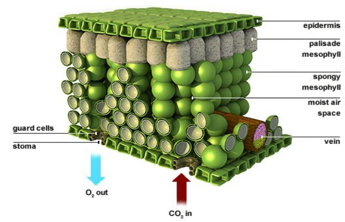 <ol><li><p>guard cells</p></li><li><p>stoma</p></li><li><p>epidermis</p></li><li><p>palisade mesophyll</p></li><li><p>spongy mesophyll</p></li><li><p>moist air space</p></li><li><p>vein</p></li></ol>