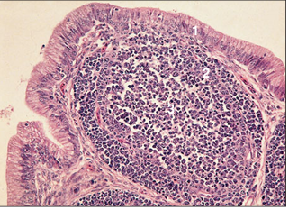 <p>name of histologic slide:</p><p>Specie:</p><p>Parts</p><p>1.__ 2.__ 3.__</p><p>Stain used:</p>