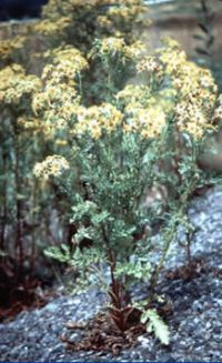 <p><span style="background-color: transparent;">Pyrrolizidine Alkaloid Toxicosis</span></p>