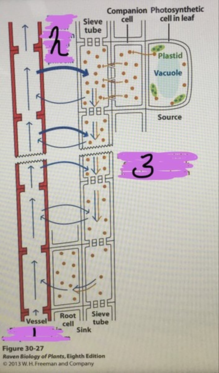 <p>the flow of sucrose/carbs. produced by a plant during photosynthesis within the phloem</p><p>- translocation of photosynthate from source (photosynthesis-usually leaf) to sink (storage- usually stem or root)</p>