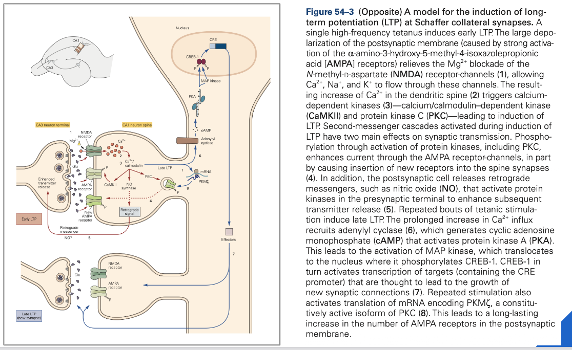 <ul><li><p>glutamaat vrijgegeven → bindt op:</p><ul><li><p>NMDA-receptoren</p><ul><li><p>pas als depolarisatie voldoende groot is zal Mg uit kern van NMDA gaan → dan pas open → Ca stroomt naar binnen → gaat enzymen activeren → versterking van signaaloverdracht</p></li></ul></li><li><p>AMPA-receptoren</p></li></ul></li></ul><p>→ vroegtijdige/ functionele effecten</p><p>→ laattijdige/ structurele effecten</p><p></p>