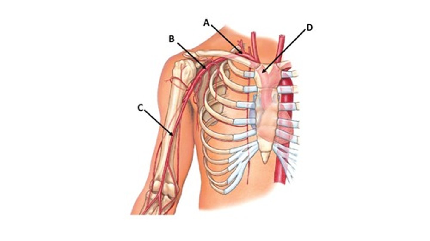 <p>Name the blood vessel labeled 'A'.</p>