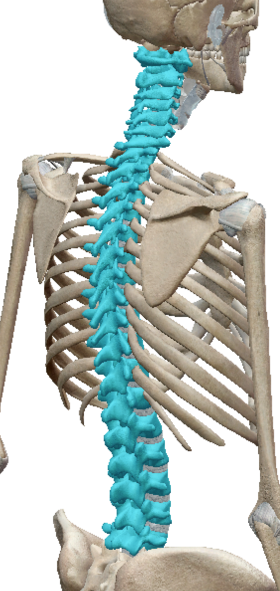 <p>irregular bones&nbsp;</p>