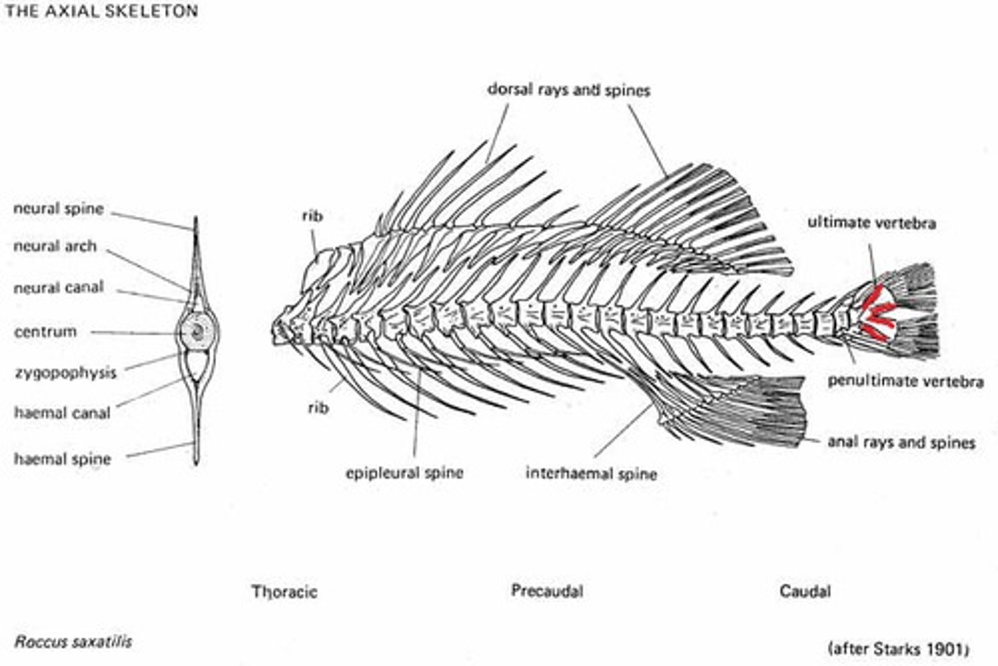 <p>an earlier (ancestral) state of a character</p>
