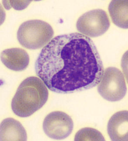 <p>IDENTIFY THE CELL</p><p>NOTE: </p><p>WHAT DOES THE NUCLEUS LOOK LIKE?</p>