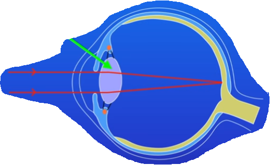 <p>Name, Function, key feature, stage of how the eye detects light</p>