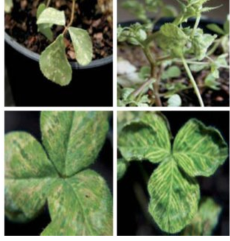 <p>A second type of pathogenic RNA that can infect commercially agricultural crops. they <span>require that the cell also be infected with a specific “helper” virus. eg. subterranean clover mottle virus</span></p>