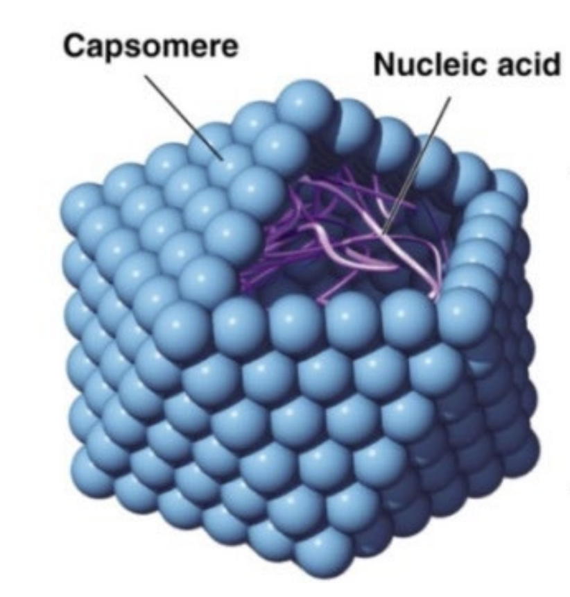 <p><strong><span>Basic Virus Structure:&nbsp;</span></strong><span style="font-family: &quot;ADLaM Display&quot;;"><span>Protein coat (capsid)</span></span></p>