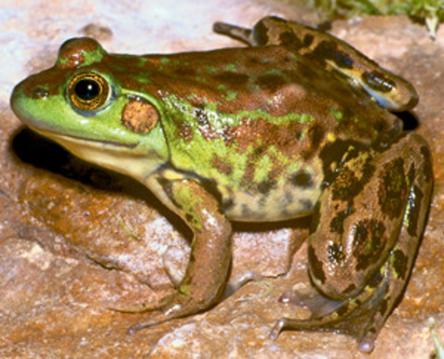 <p>Lithobates septentrionalis</p>