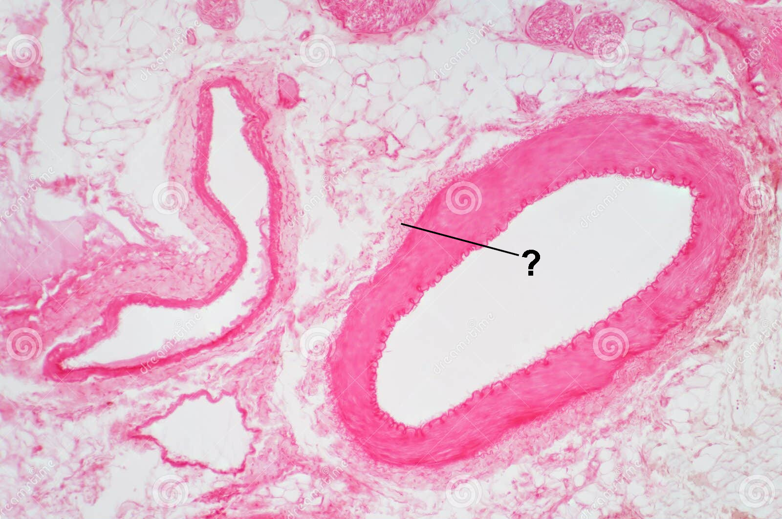<p>Name the indicated structure</p>
