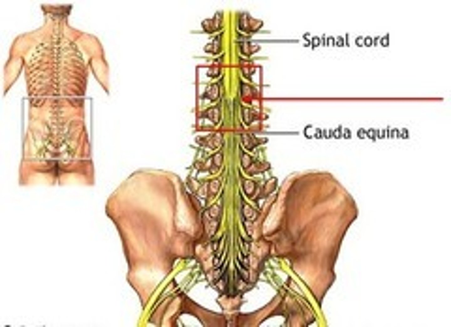 <p>end of the spinal cord</p>