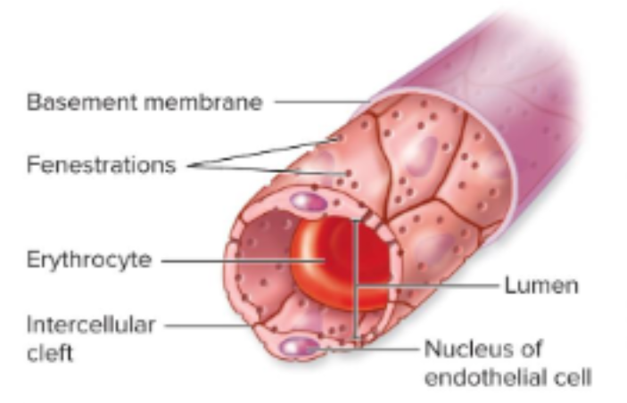 <p>endothelial cells contain <strong>pores</strong> that allow fluid exchange; exchanges nutrients for high metabolic needs</p><p class="has-focus"> most common in small intestine and kidneys</p>
