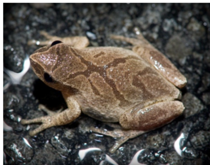 <p>Spring peeper</p>