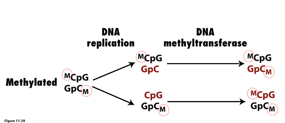 if the chromatin in the cell undergoes changes in methylation of the DNA during development, it _ maintained

applies to Dutch famine embryos