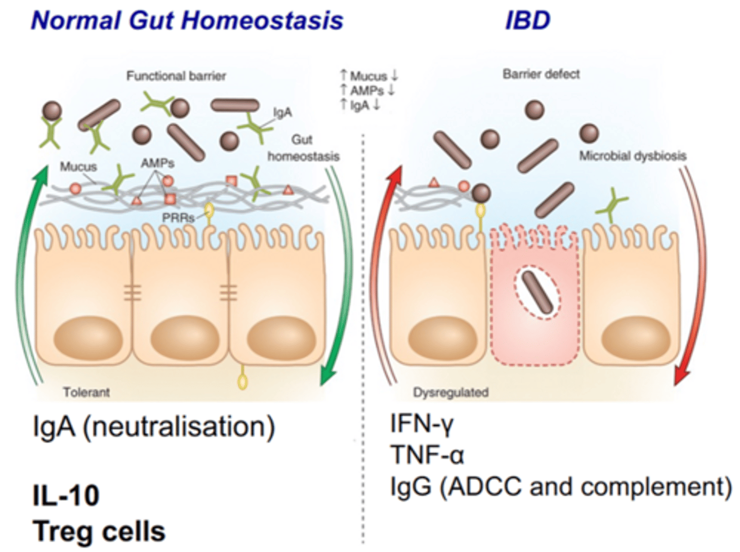 <p>normal: IgA release, then IL-10 and Treg cells for inhibition</p><p>IBD: IFN-y, TNF-a, IgG (ADCC and complement) activation</p>
