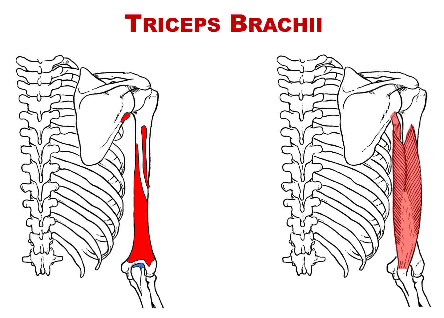 <p>Nerve Supply of Triceps Brachii</p>