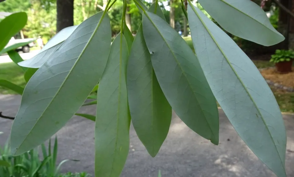 <p>Family:</p><p>Genus:</p><p>Species:</p><p>Common Name:</p>