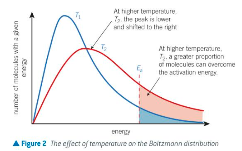 <ul><li><p>as temp increases the avg energy of molecules also increases</p></li><li><p>a small proportion of molecules will still have low energy, but more molecules have higher energy</p></li><li><p>graph is now stretched over a greater range of energy values</p></li><li><p>the peak of the graph is lower on the y-axis and further along the x-axis: is at a higher energy</p></li><li><p>number of molecules is the same therefore area under curve is same</p></li></ul>