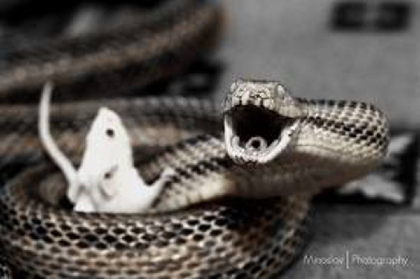 <p>Eat primary consumers.</p><p>Examples: Frogs, snakes, and birds like hawks.</p>