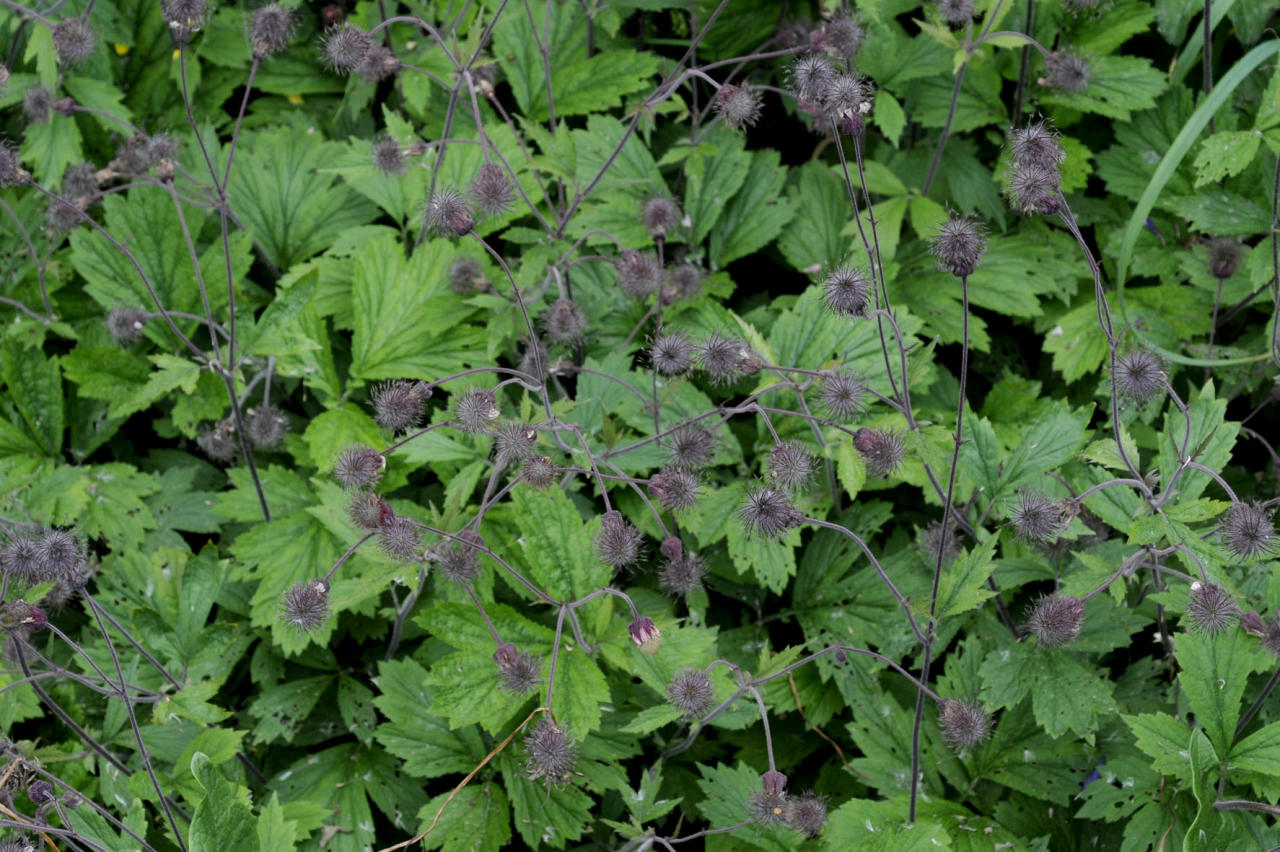 <p>Ojakellukka</p>