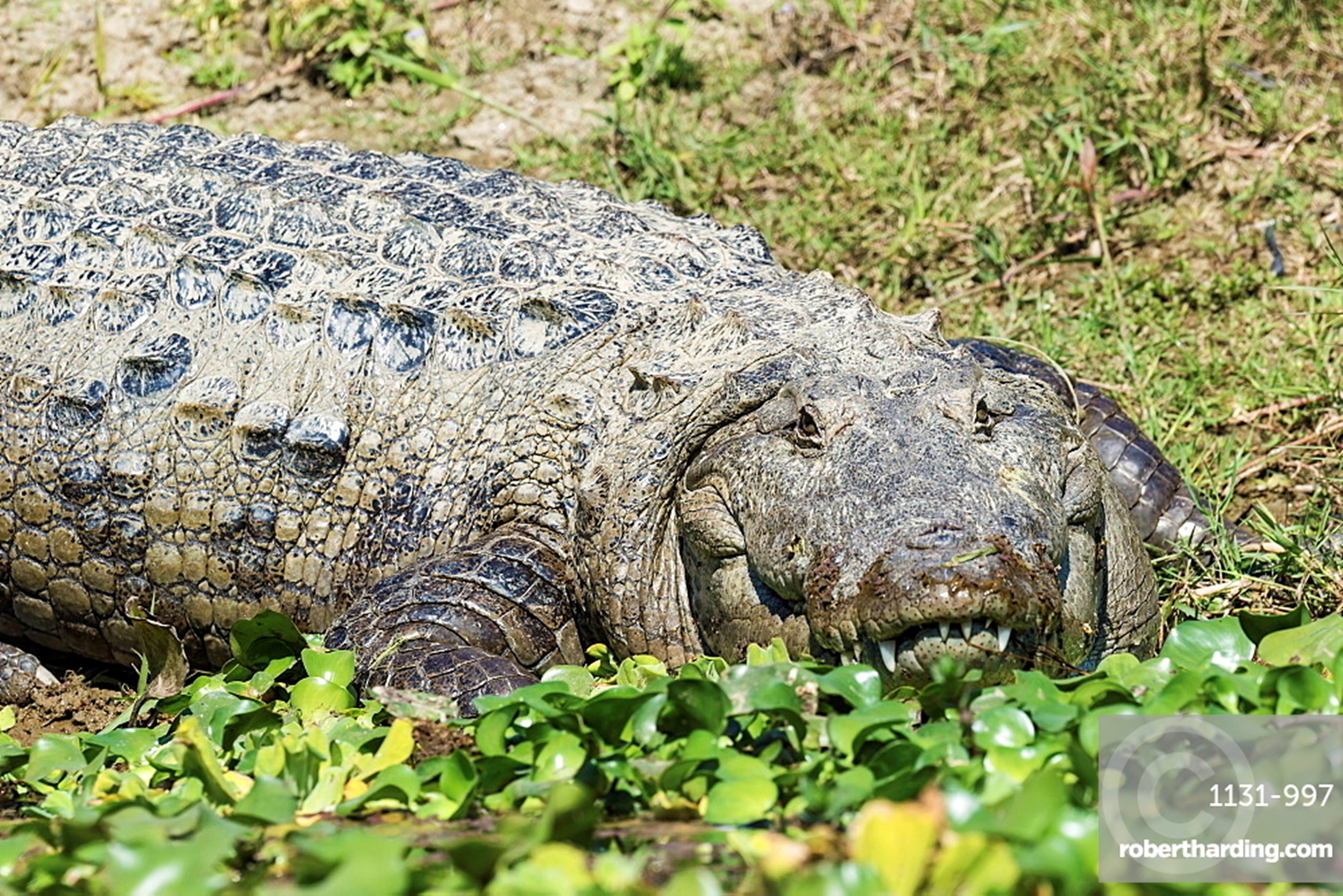 Habitat: South Iran and to the Indian Subcontinent. 