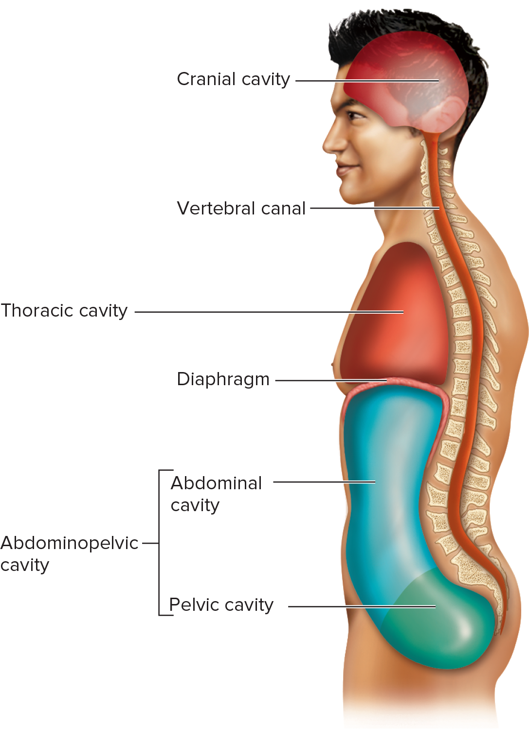 <p>Space between the diaphragm and the pelvic outlet that contains the abdominal and pelvic viscera.</p>