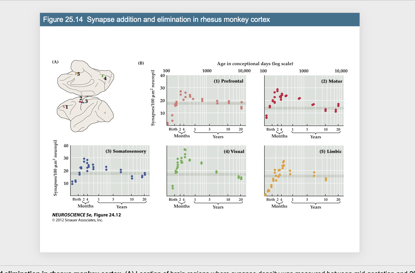 <p>Synapses- Monkey Experiment: Figure 25.14- Synapse addittion and elimination in rhesus monkey cortex</p>