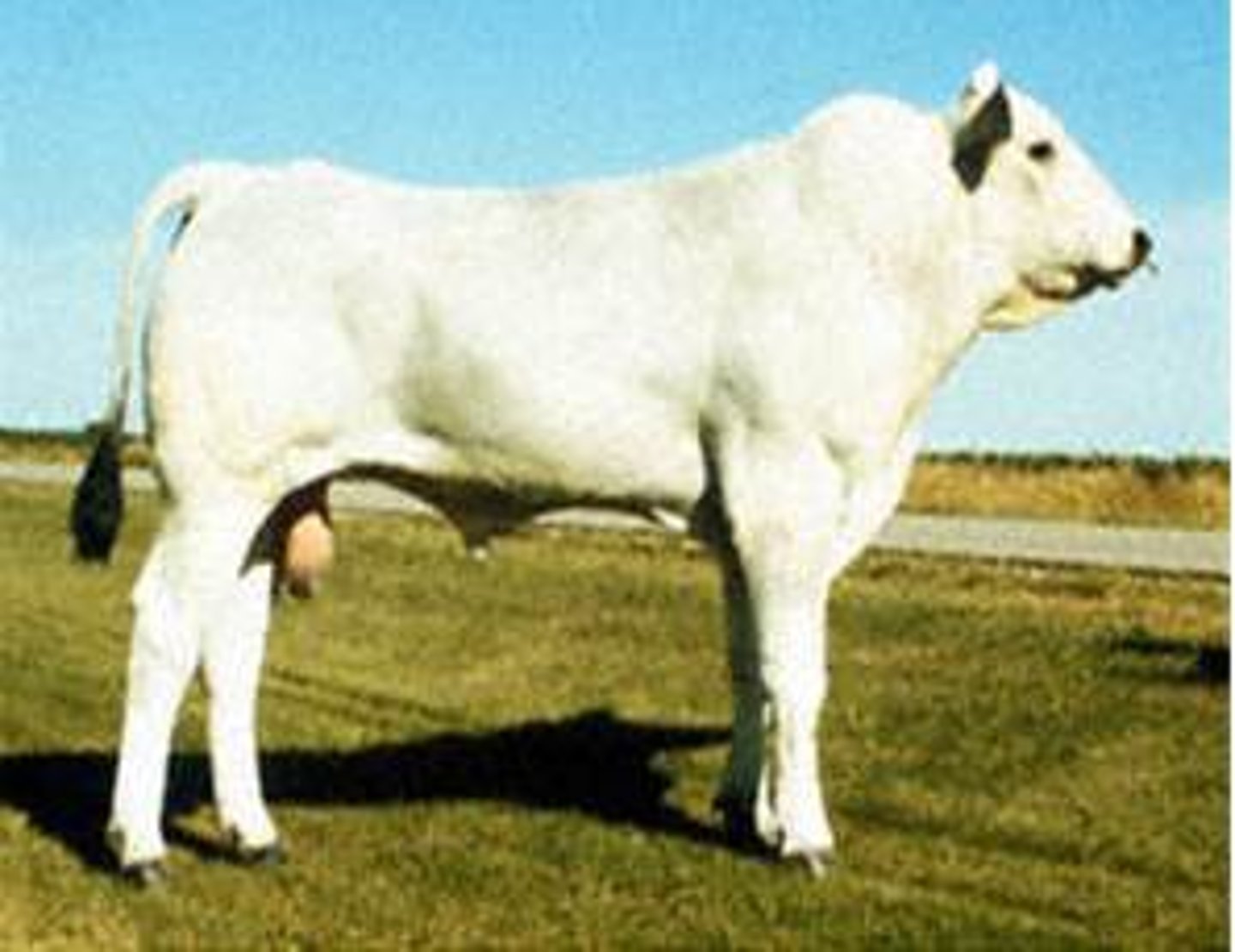 <p>Continental (EUROPEAN) cattle breed:</p><p>-from Italy</p><p>-white hair coat with black skin pigmentation; black is the most common color</p><p>-extremely large framed, horned or polled, tallest</p><p>-too heavy for today's beef industry</p><p>-poor mothers</p>