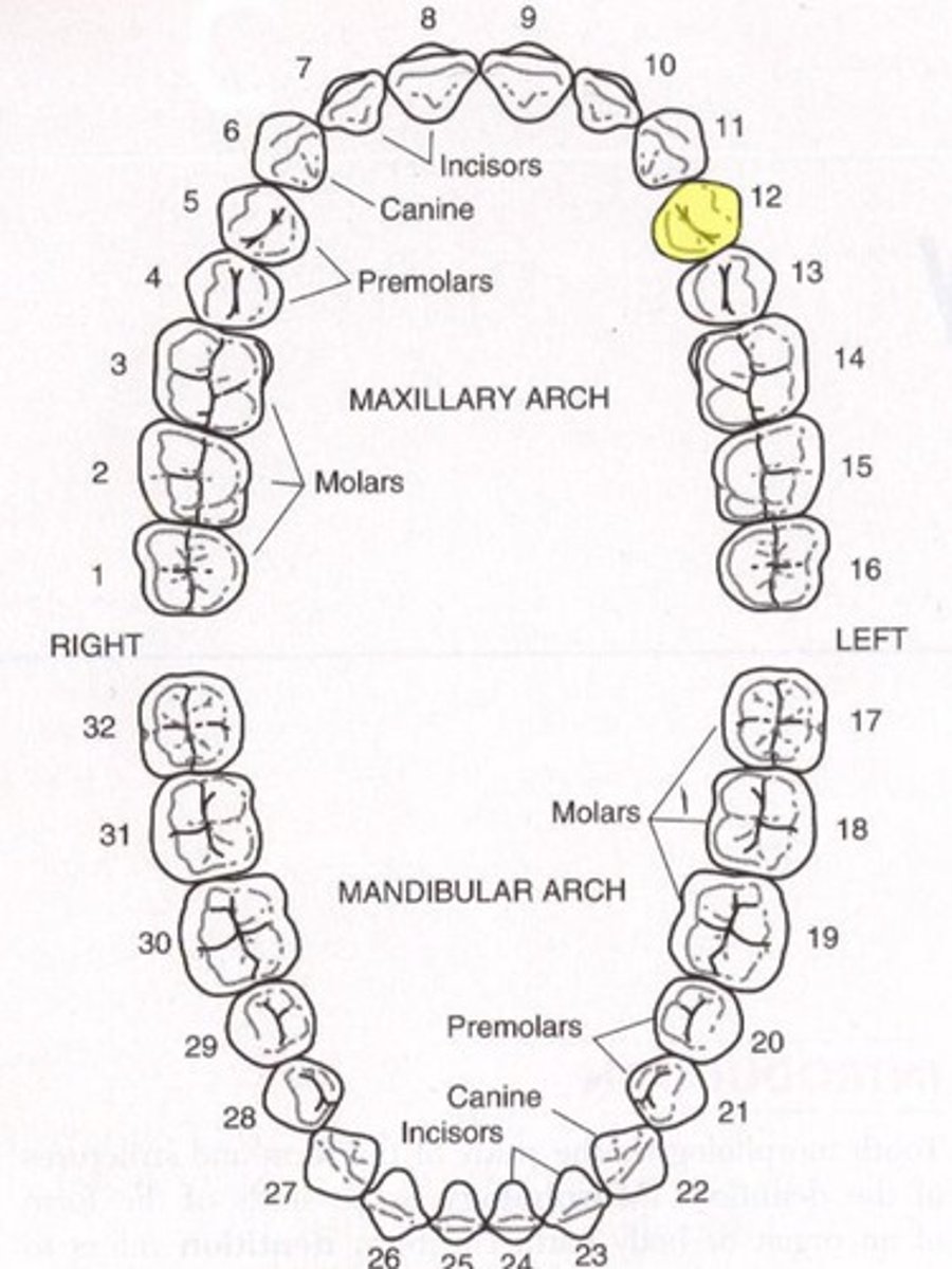 <p>Maxillary left first premolar</p>