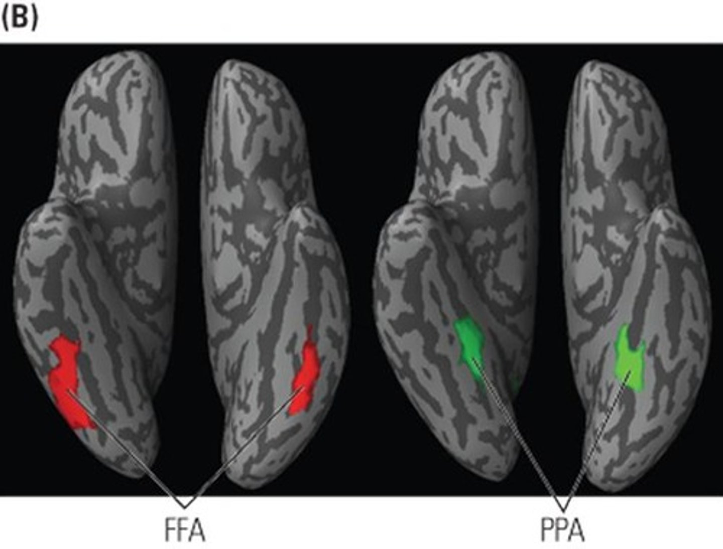 <p>Parahippocampal Place Area for spatial recognition.</p>