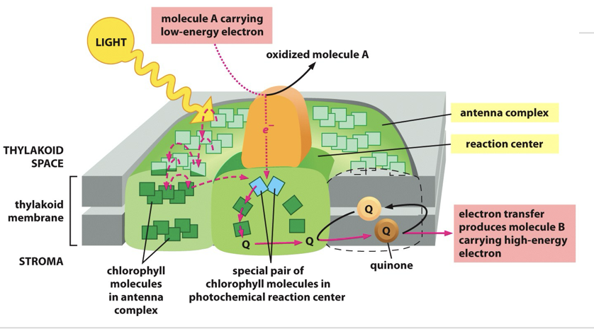 <ul><li><p><strong>Reaction center chlorophyll</strong></p><ul><li><p><strong>PS II:</strong> Uses <strong>P680</strong> (absorbs light best at 680 nm)</p></li><li><p><strong>PS I:</strong> Uses <strong>P700</strong> (absorbs light best at 700 nm)</p></li></ul></li><li><p><strong>Order in the light reactions</strong></p><ul><li><p><strong>PS II:</strong> Acts <strong>first</strong> in the light-dependent reactions</p></li><li><p><strong>PS I:</strong> Acts <strong>second</strong></p></li></ul></li><li><p><strong>Primary function</strong></p><ul><li><p><strong>PS II:</strong> Splits water (<strong>photolysis</strong>) to release <strong>oxygen, protons (H⁺), and electrons</strong></p></li><li><p><strong>PS I:</strong> Produces <strong>NADPH</strong> by transferring electrons to NADP⁺</p></li></ul></li><li><p><strong>Electron source</strong></p><ul><li><p><strong>PS II:</strong> Electrons come from <strong>water (H₂O)</strong></p></li><li><p><strong>PS I:</strong> Electrons come from <strong>PS II via the electron transport chain</strong></p></li></ul></li><li><p><strong>Contribution to ATP formation</strong></p><ul><li><p><strong>PS II:</strong> Helps create a <strong>proton gradient</strong> used for ATP synthesis</p></li><li><p><strong>PS I:</strong> Does <strong>not</strong> directly contribute to the proton gradient (in non-cyclic photophosphorylation</p></li></ul></li></ul><p></p><p>the two photosystems work in series</p><p></p>