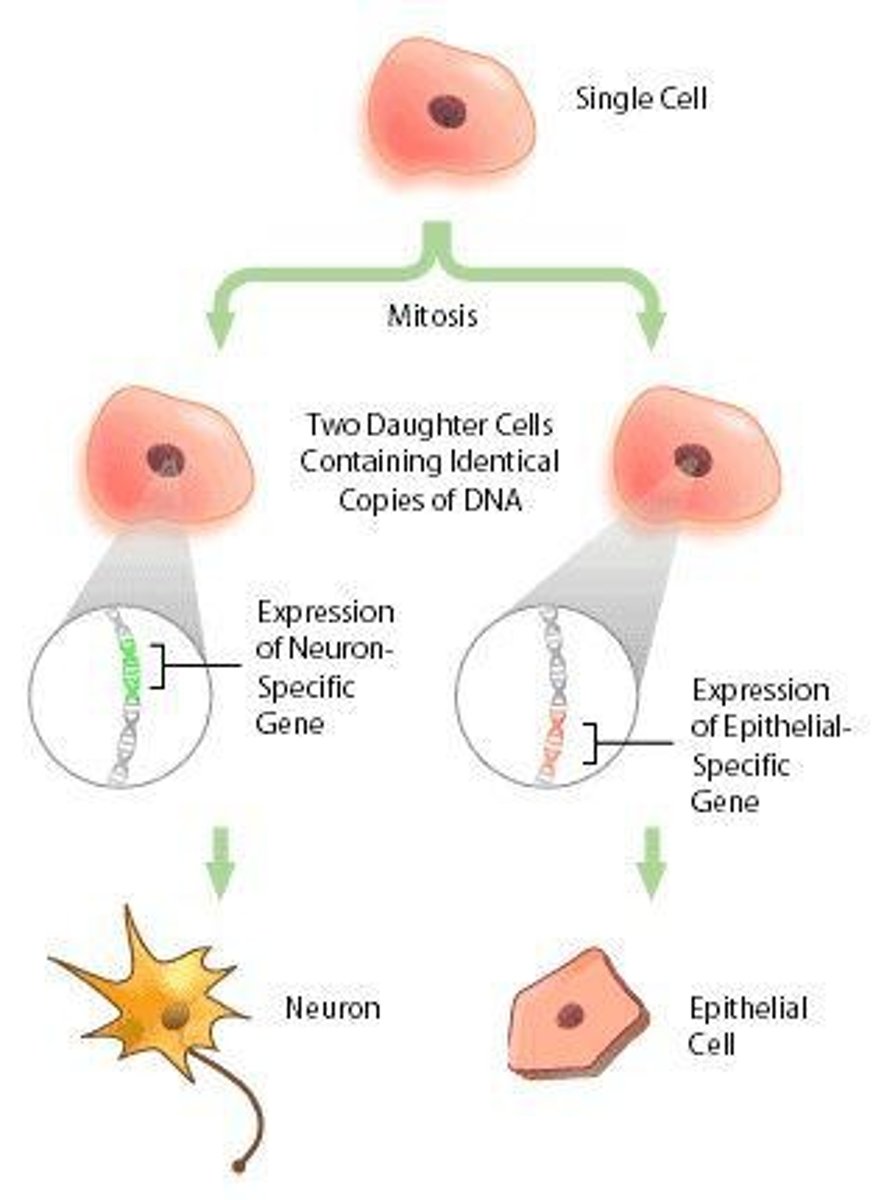 <p>The process of cell division that produces identical daughter cells.</p>