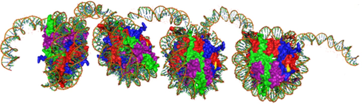 <p>The material of which the chromosomes are composed, consisting of histone proteins and DNA.</p>
