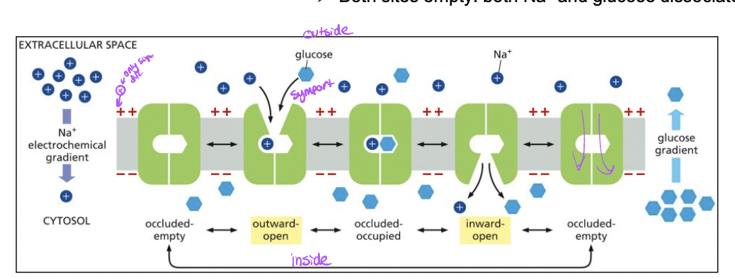 * Na+ down its electrochemical gradient provides energy to mvoe glucose against its concentration gradient
* ransom oscolations between conformations, reversible but conformational changes to move the solute only occur after
  * both sites are occupied: cooperative binding of Na+ and glucose
  * both sites empty: both Na+ and glucose dissociate
