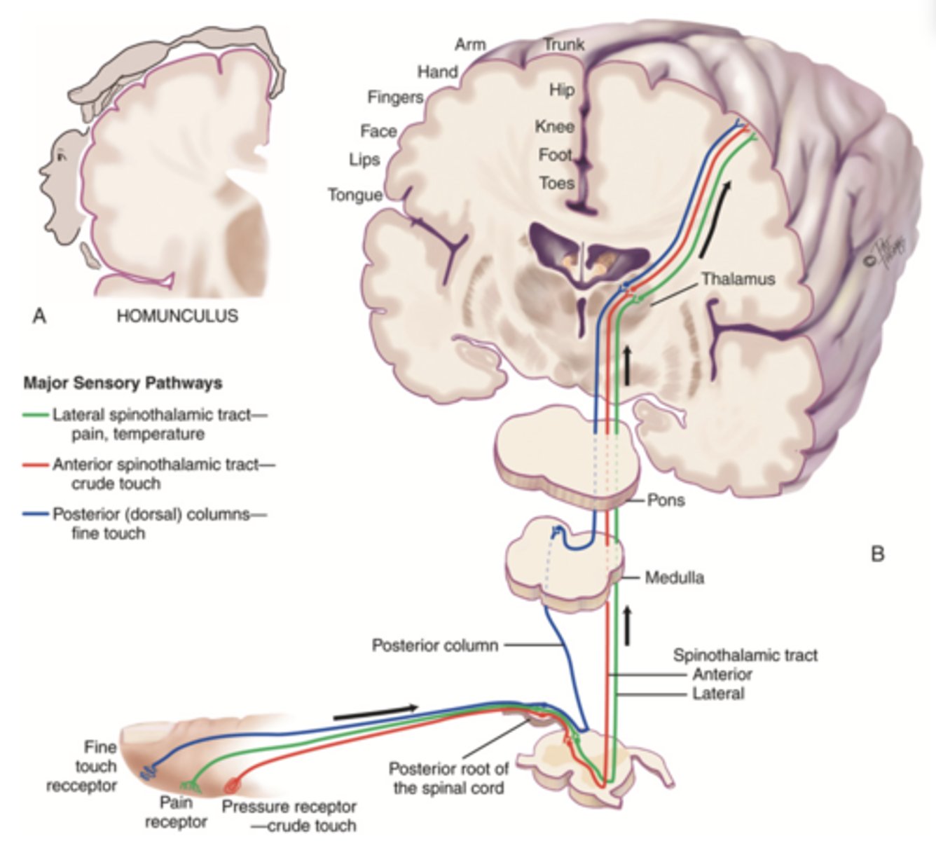 <p>- Latin for "little man"</p><p>- An illustration representing the proportion of the brain that is responsible for sensations in particular body parts</p>