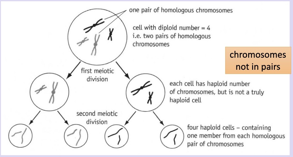 <ol><li><p>Members of each homologous pair → results in 2 haploid daughter cells with 2 copies of each chromatid</p></li><li><p>Chromatids of each chromosome → results in 4 haploid daughter cells with one copy of each chromatid </p></li></ol>