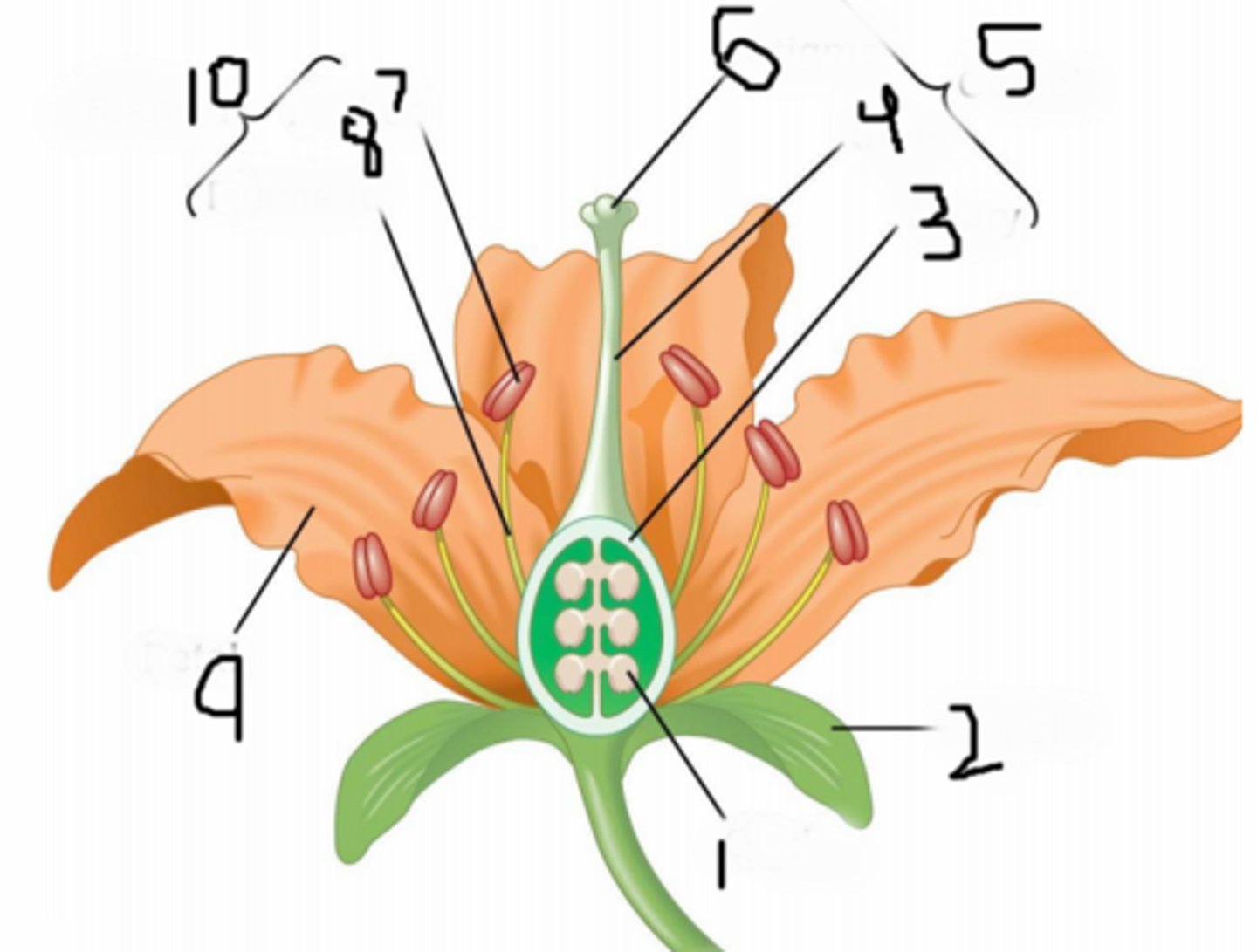 <p>Holds the Ovules</p>