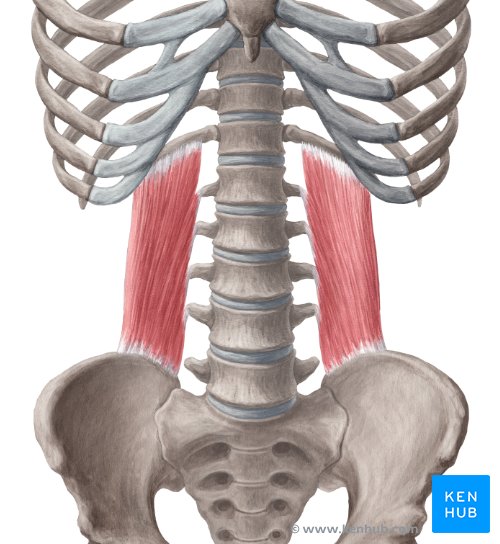 <p>Quadratus Lumborum</p>