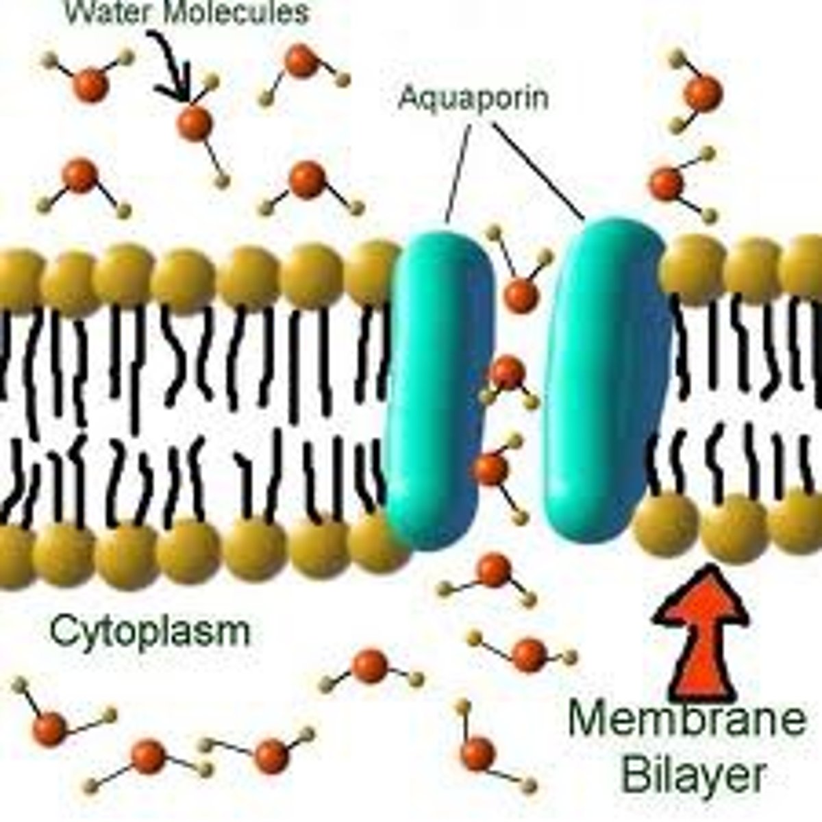 <p>Facilitated diffusion channels that allow water to cross membranes</p>