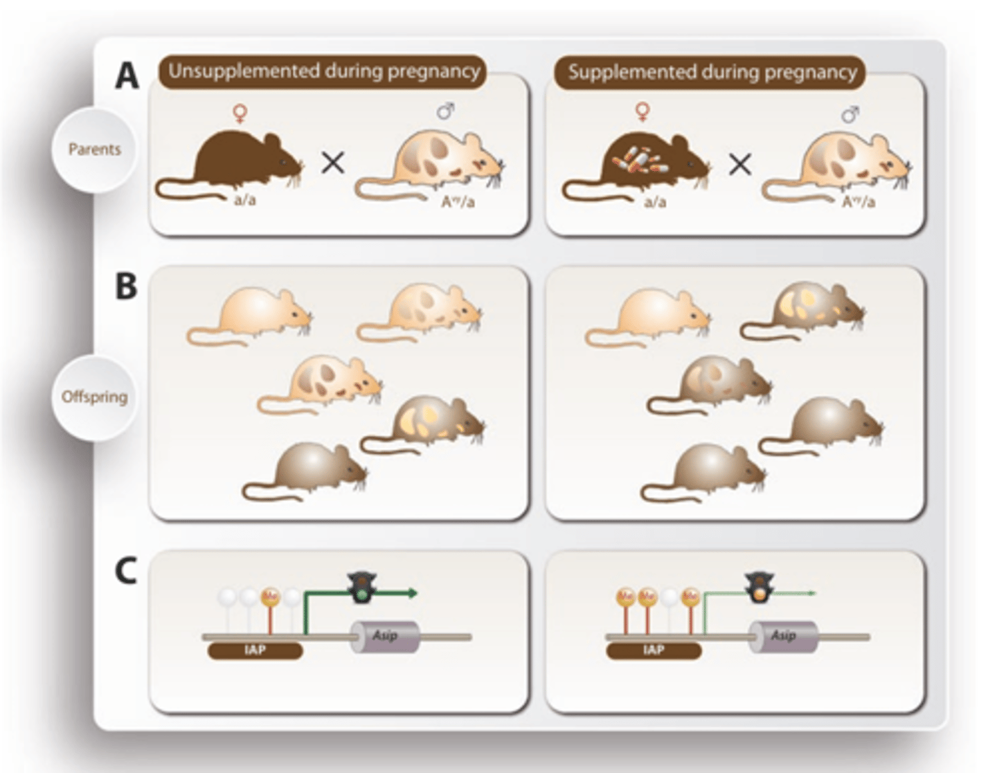 <p>Avy allele is constitutively and ectopically expressed = excessive pheomelanin produced all the time in ALL cell types</p>