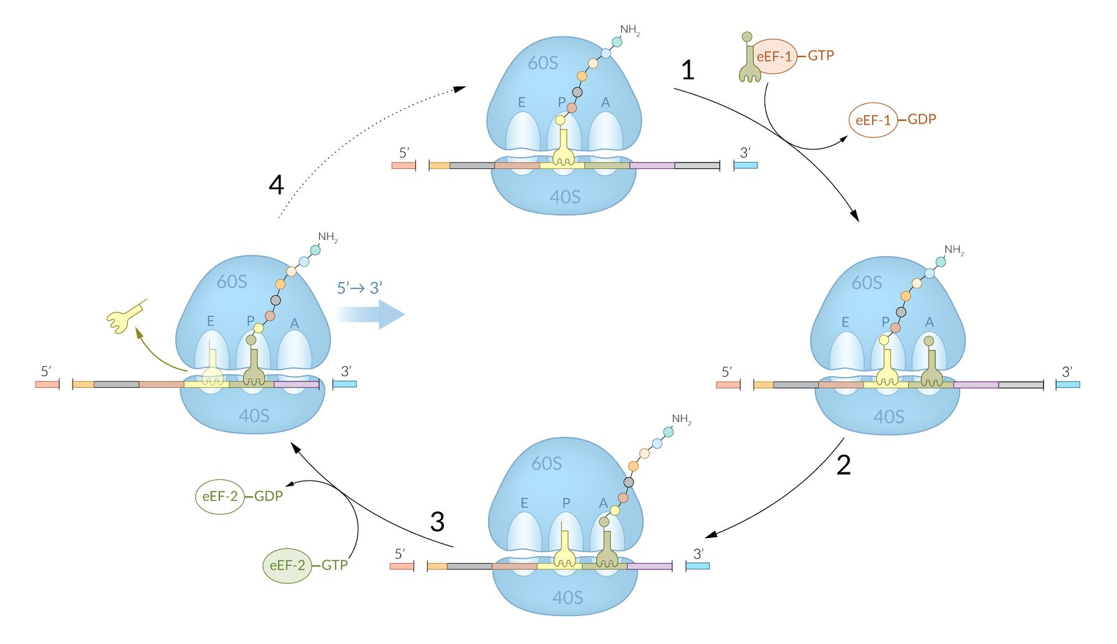 <p>D. Movement along the mRNA by 3 nucleotides</p>