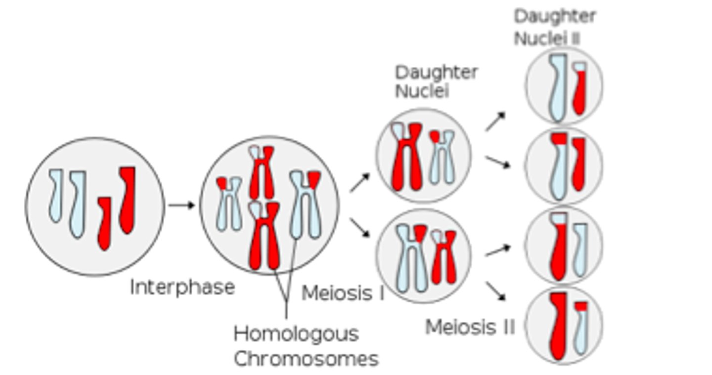<p>Four haploid gametes (sperm or egg).</p>