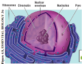 <p>Contains the cell’s DNA, the largest of all organelles, genes in the nucleus carry information necessary to make proteins, the nucleus is bordered by a double membrane called the nuclear envelope</p>