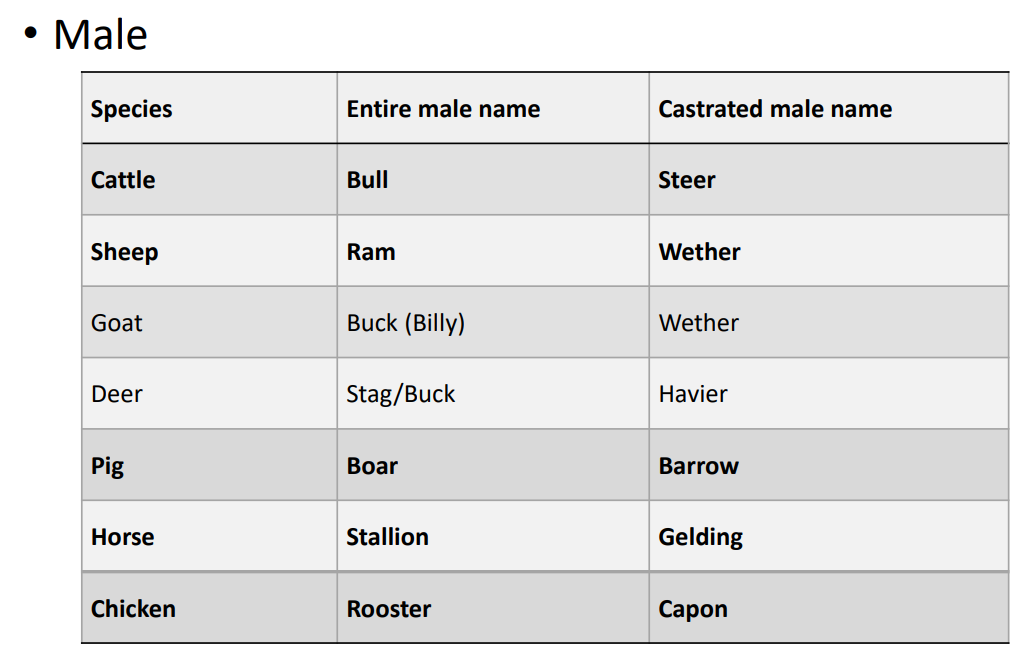 <p>The term for a castrated male is "Steer" (cattle), "Wether" (sheep), "Wether" (goat), "Havier" (deer), "Barrow" (pig), "Gelding" (horse), and "Capon" (chicken). Non-castrated males are referred to as "Bull" (cattle), "Ram" (sheep), "Buck" (goat), "Stag" (deer), "Boar" (pig), "Stallion" (horse), and "Rooster" (chicken). </p>