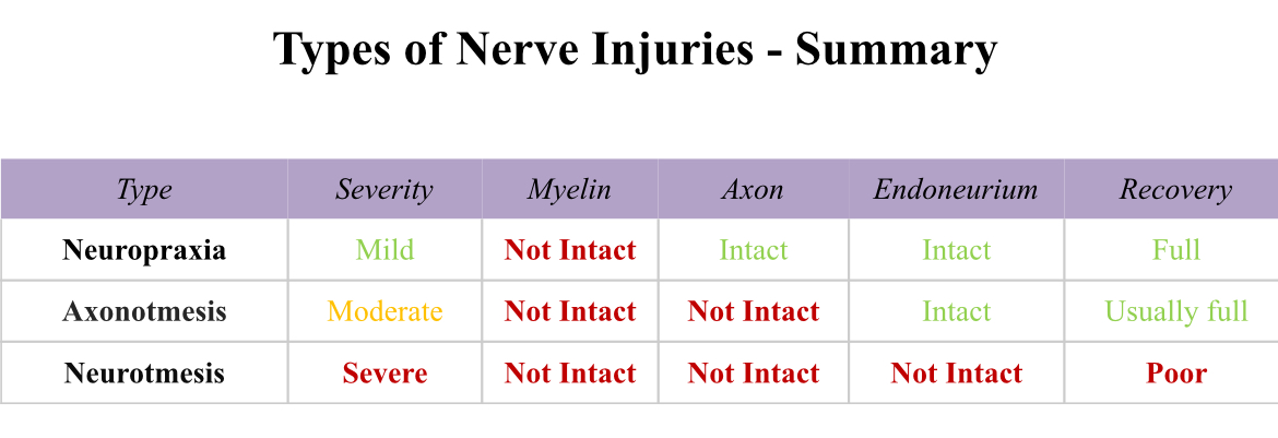 <p>In Axonotmesis, both myelin and axon are not intact, leading to potential sensory and motor loss.</p>
