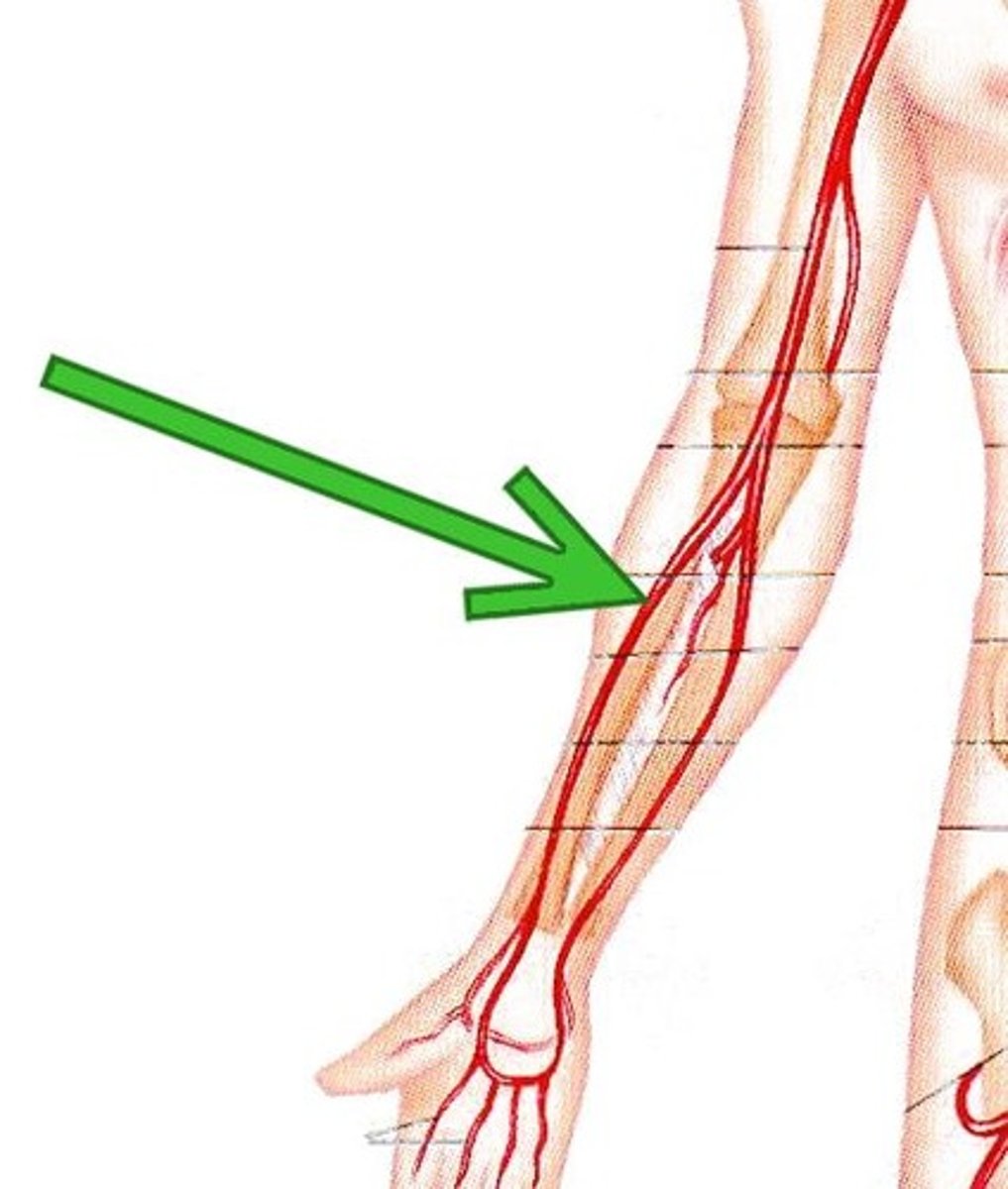 <p>supplying muscles of the lateral anterior forearm, the lateral part of the wrist, and the thumb and index finger</p>