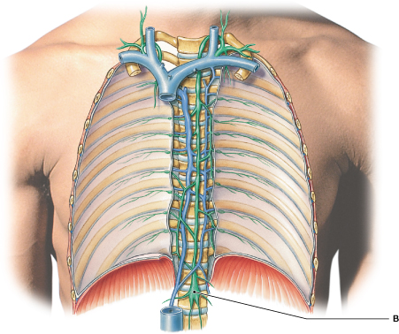 <p>Identify the structure labeled "B." </p>